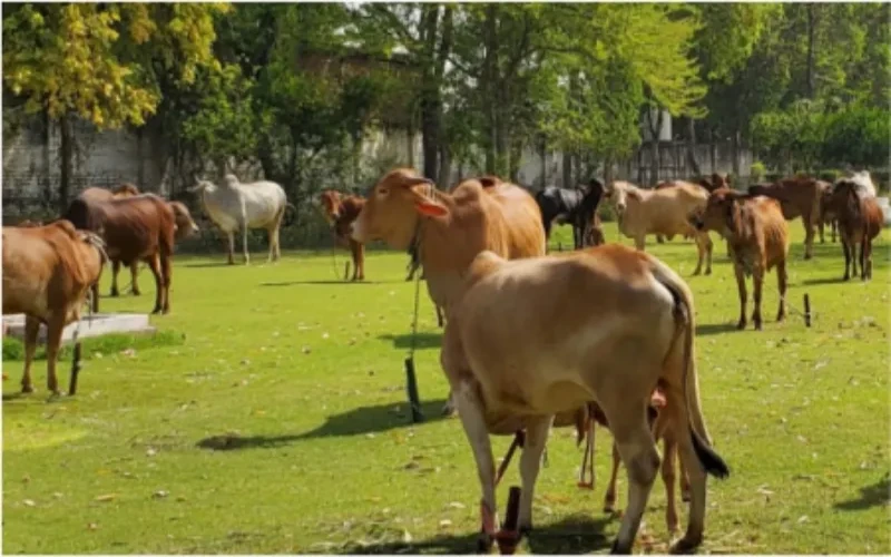 <p style="text-align: center;"><strong><span style="font-family: 'book antiqua', palatino; font-size: 14pt; color: #7d4219;">Support for Cow Shelters</span></strong></p>