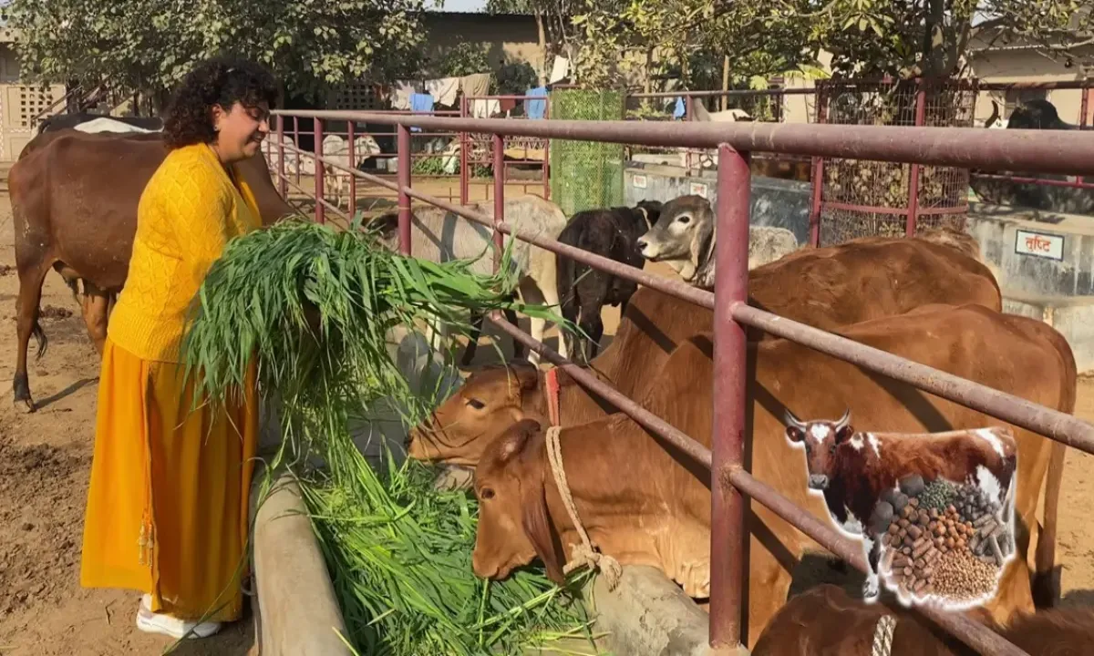 <p style="text-align: left;"><span style="color: #7d4219;"><strong><span style="font-family: 'book antiqua', palatino; font-size: 14pt;">Feed cow grass to mother cow</span></strong></span></p>